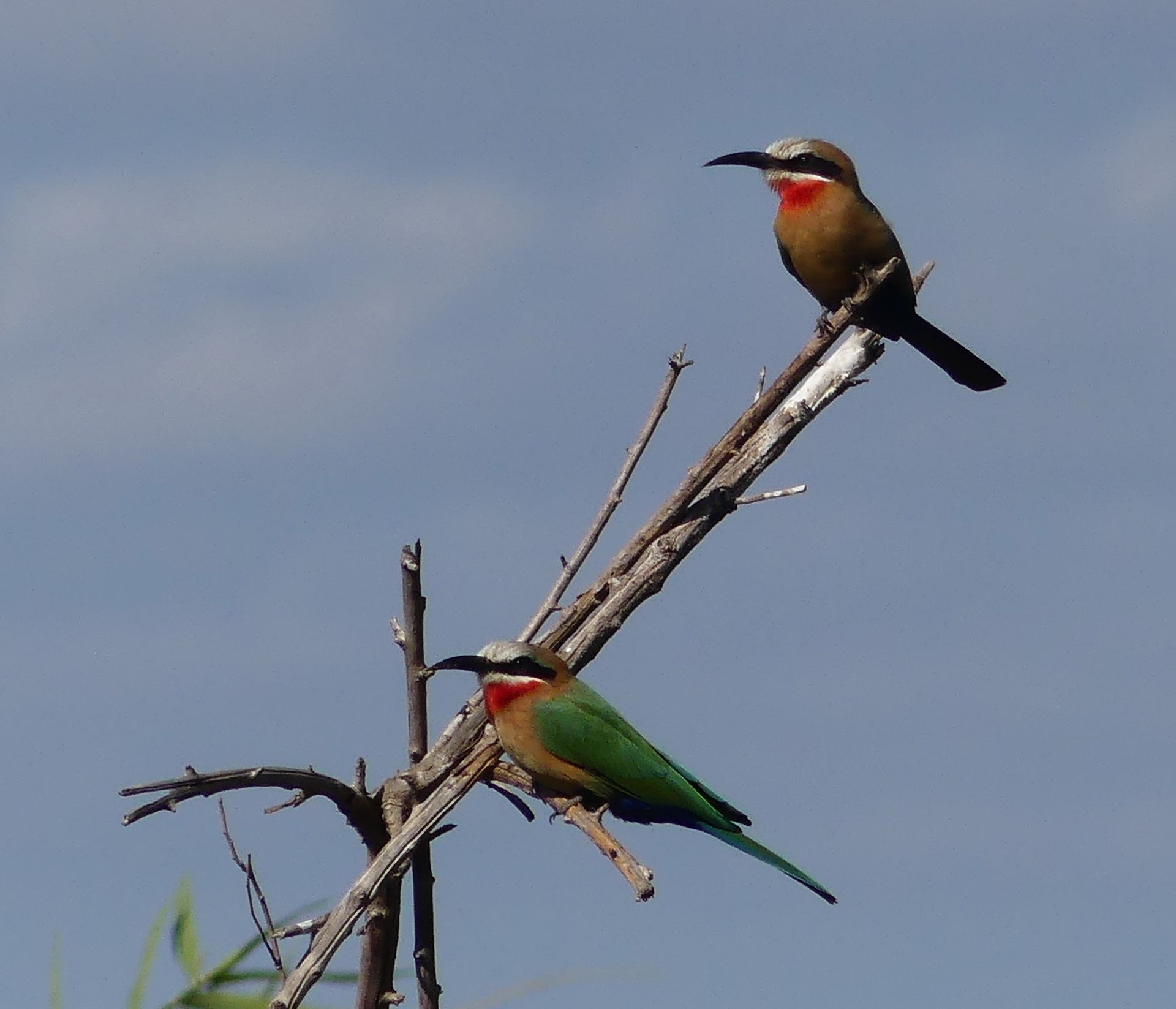 Bee-eaters 