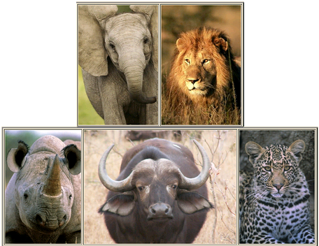 African Safari, Big Five