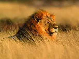 Kenya Safari, Maasai Mara, Lion