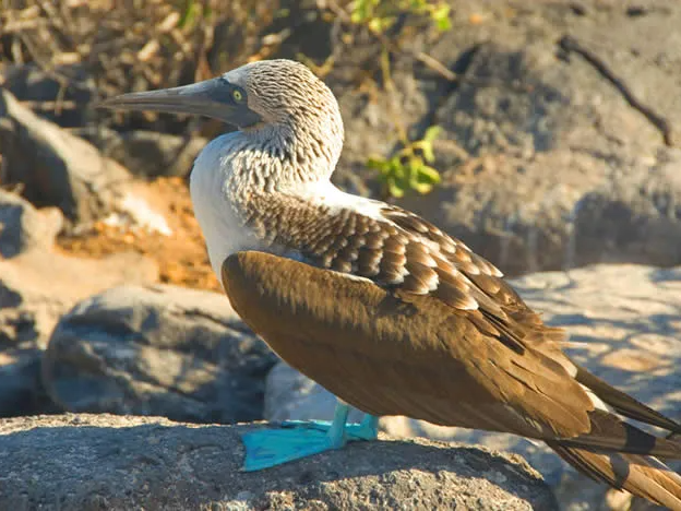 Galapagos, blue-footed boobie