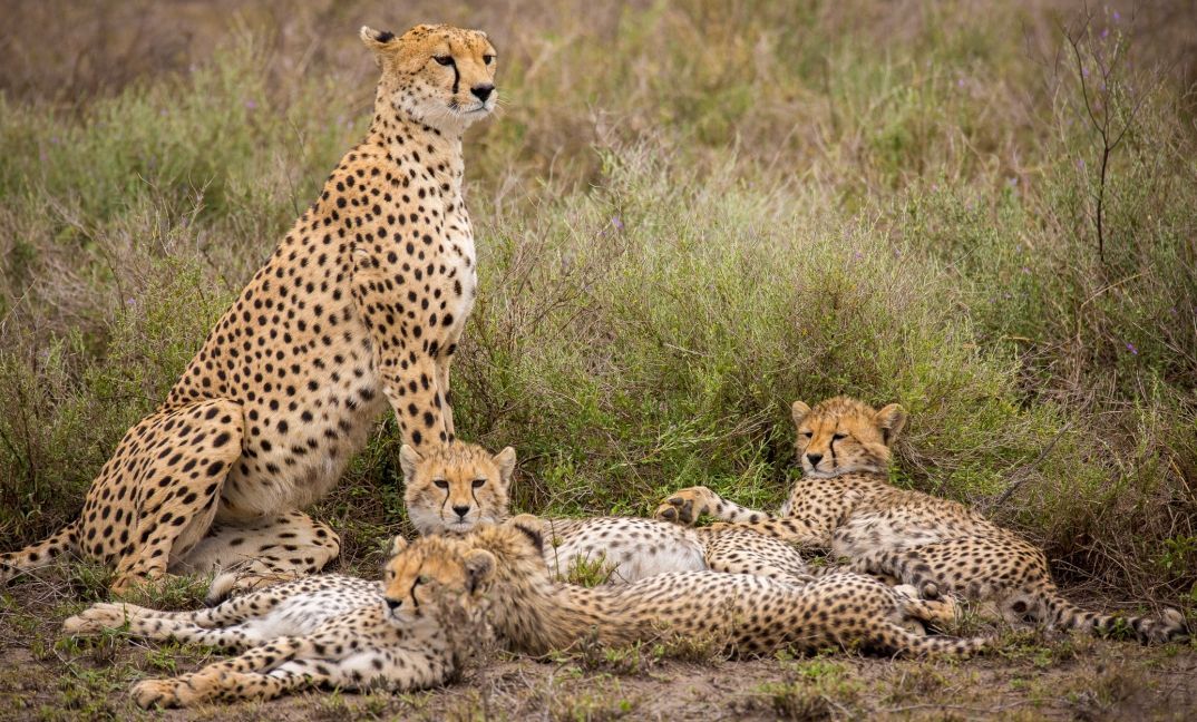 African luxury safari, Cheetahs, Serengeti