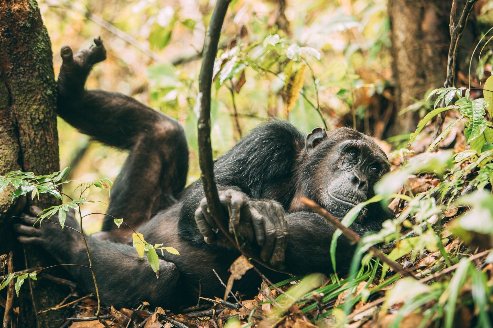 African luxury safari, Chimpanzees, Mahale