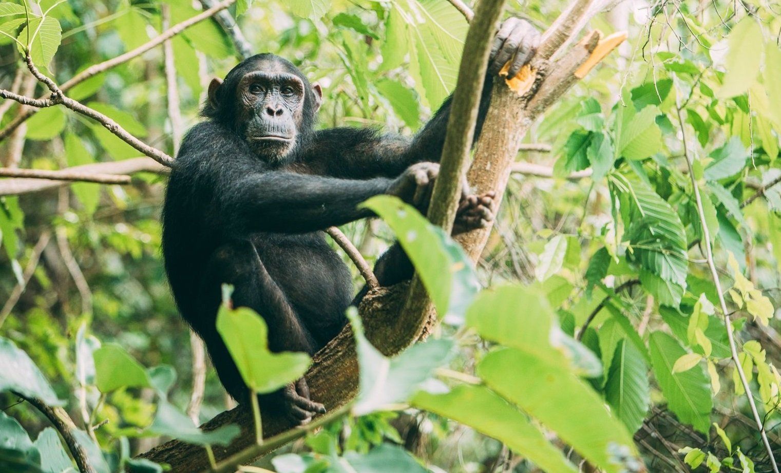 Tanzania Safari, Serengeti, Mahale Chimpanzees, Cape Buffalo
