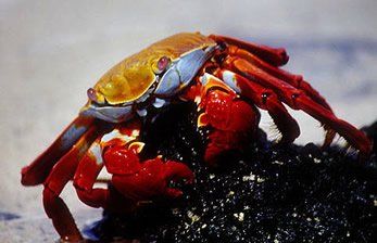 Galapagos cruise, Sally Lightfoot crab