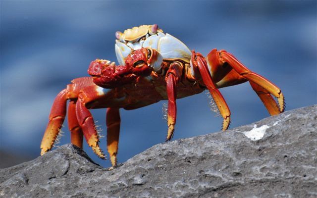 Galapagos Cruise, Sally Lightfoot Crab
