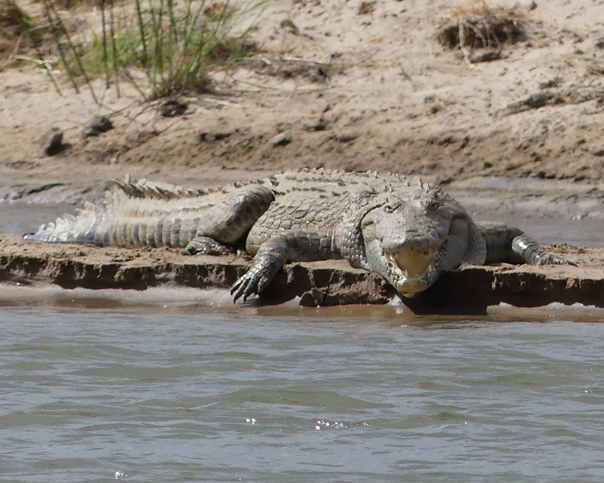 Nile crocodile