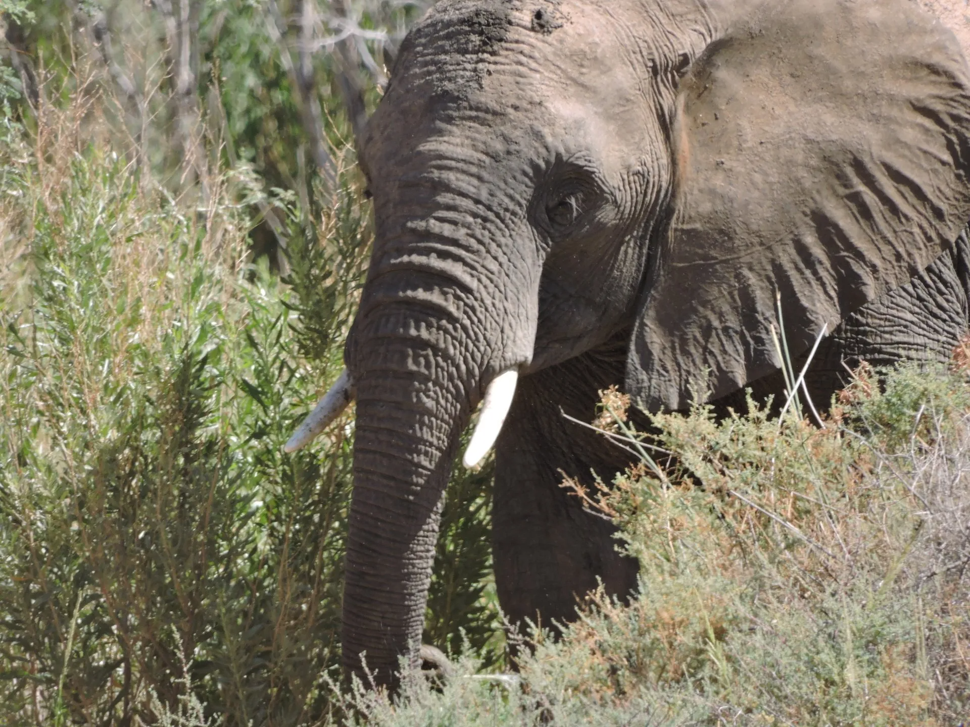 Namibia Safari, Desert elephant, Damaraland