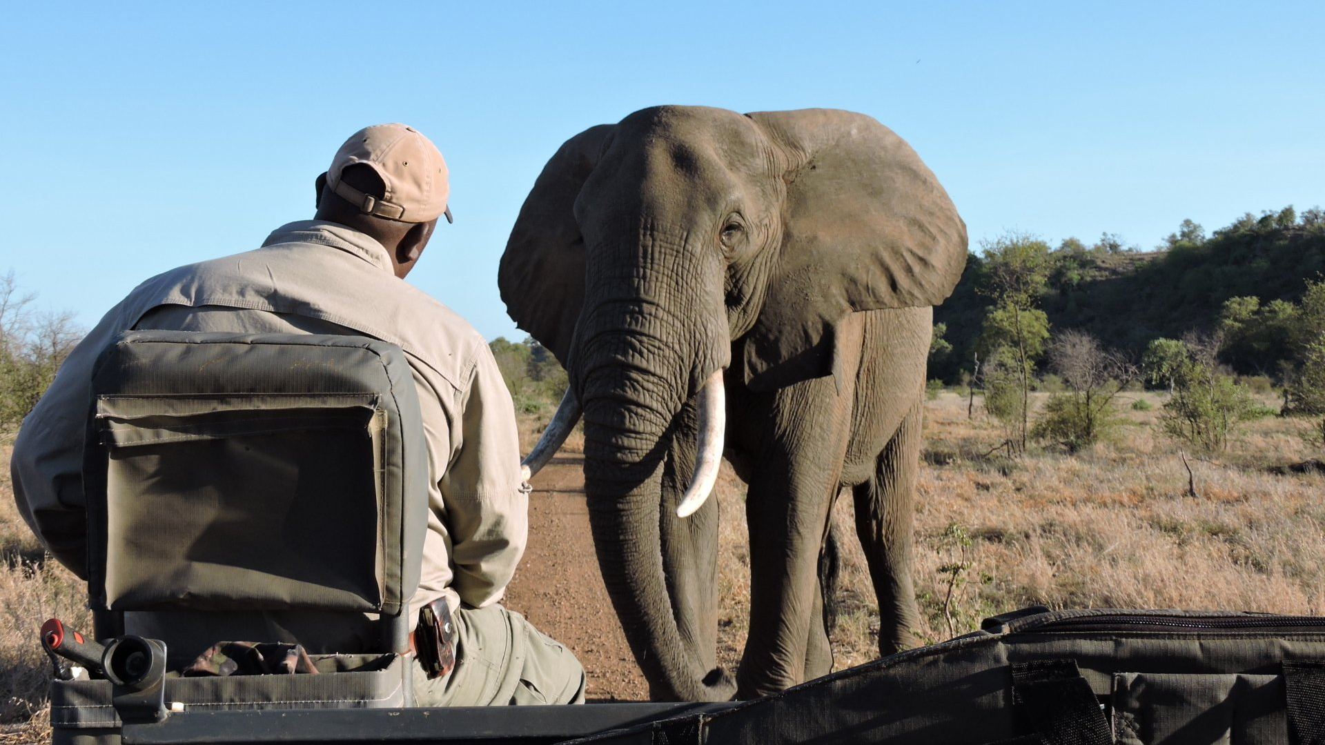 Kruger Park, Lebombo, Elephant