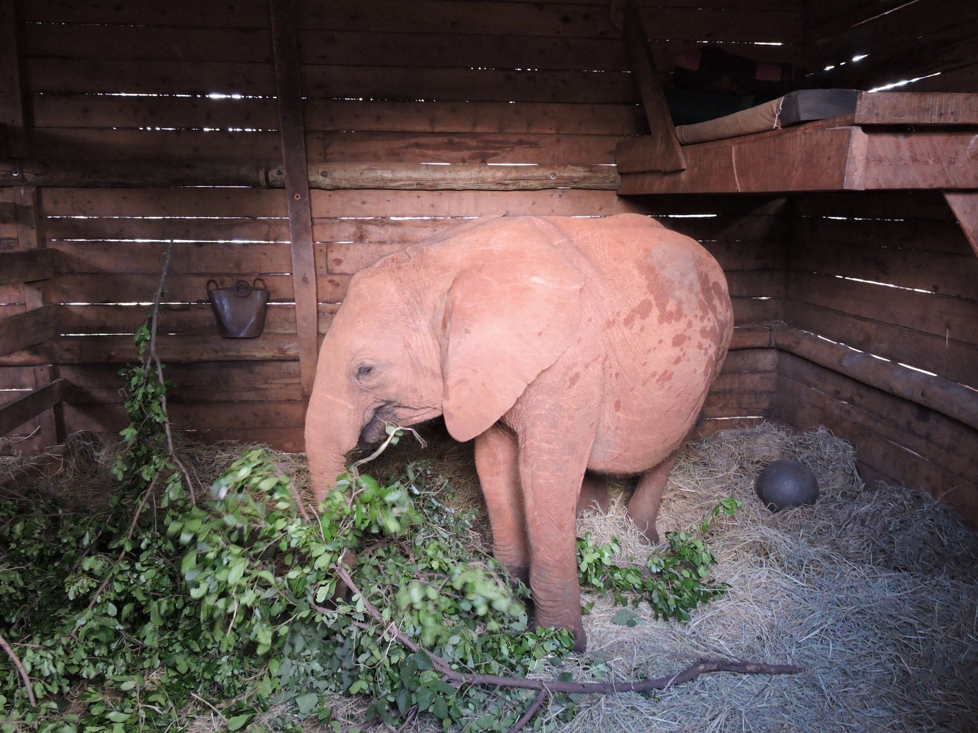 Kenya Safari, David Sheldrick elephant orphanage, Nairobi