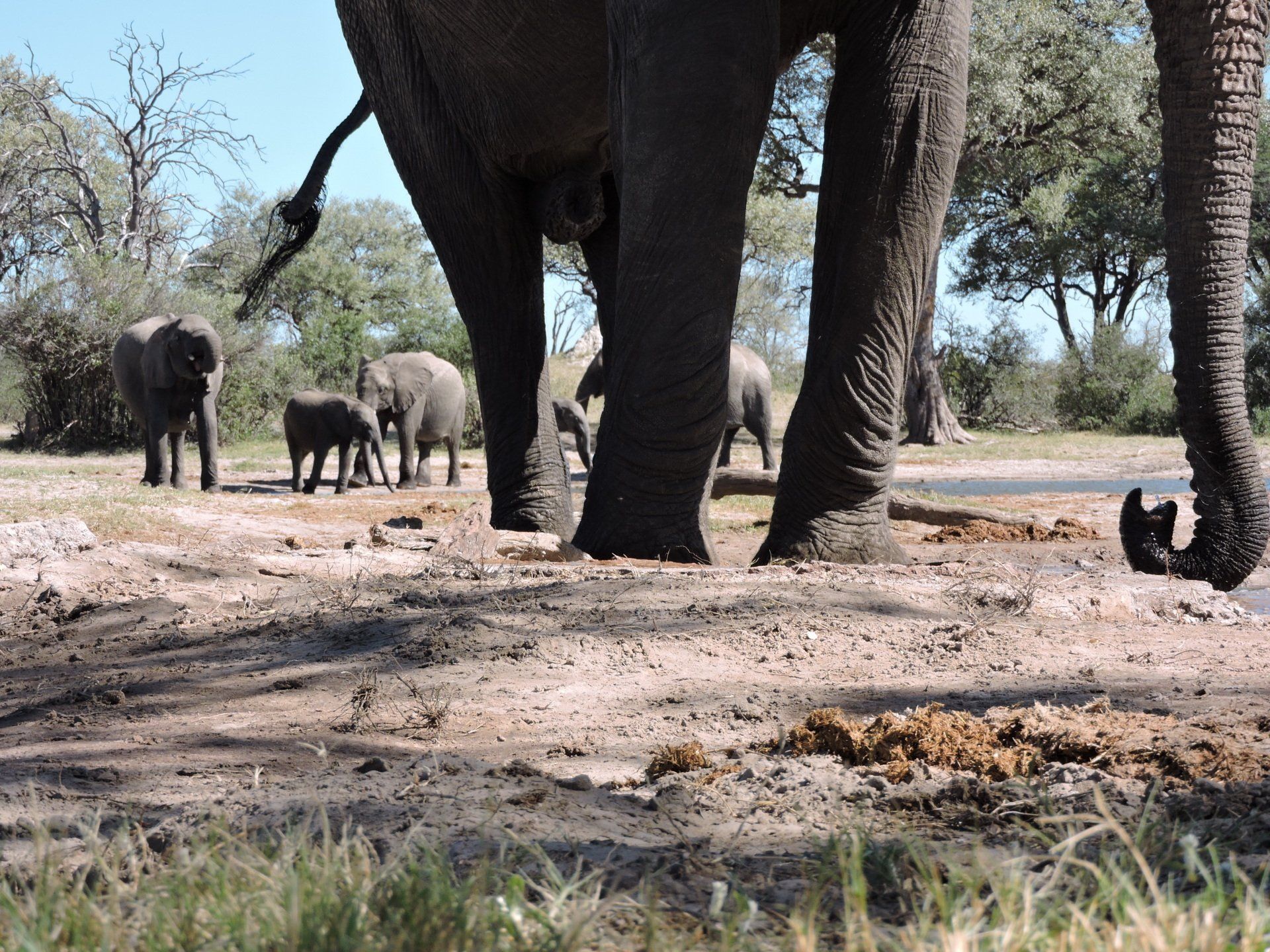 Zimbabwe Safari, Hwange National Park, elephant hide