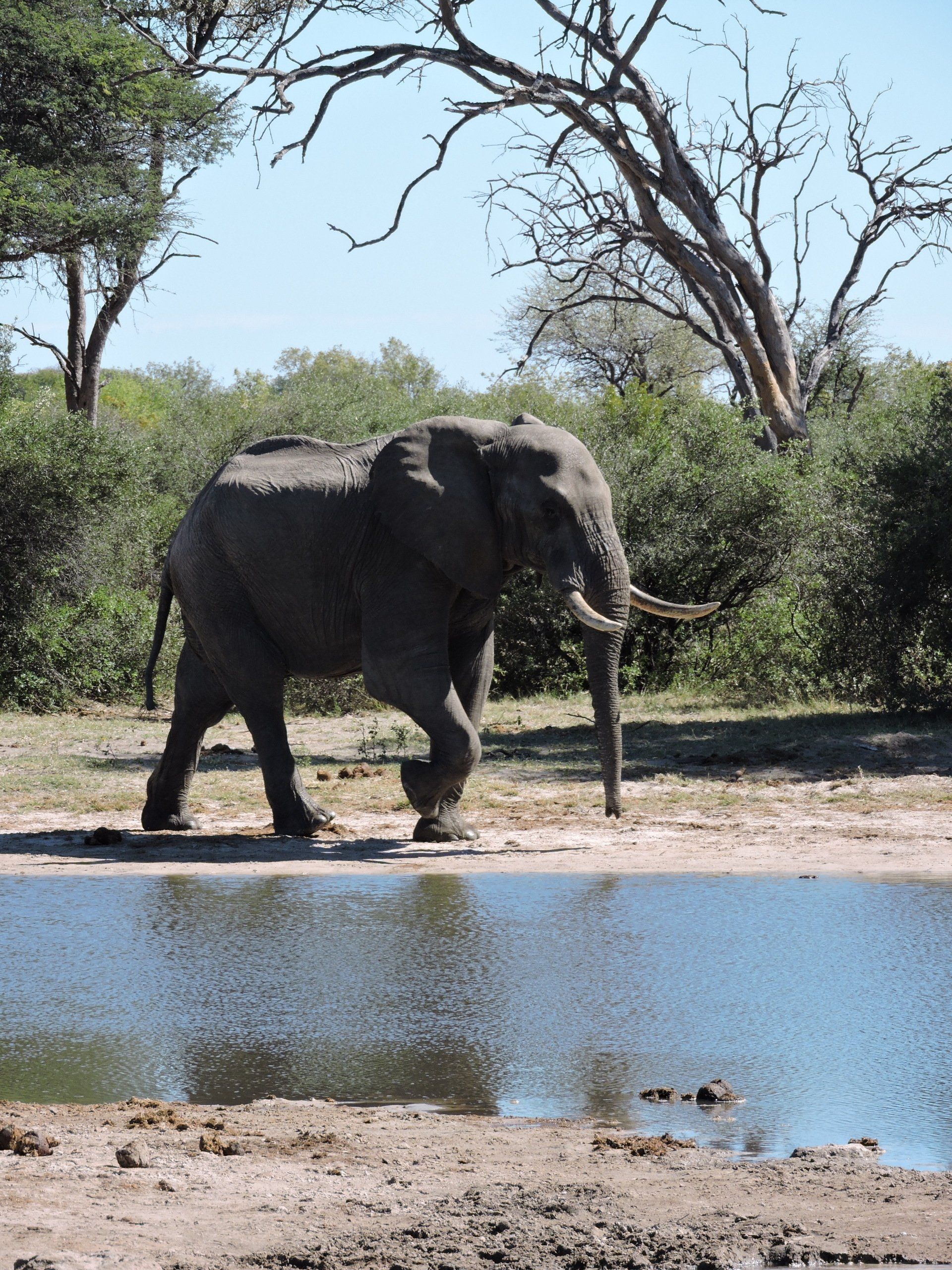 Zimbabwe, Hwange, Nehimba, Elephant safari