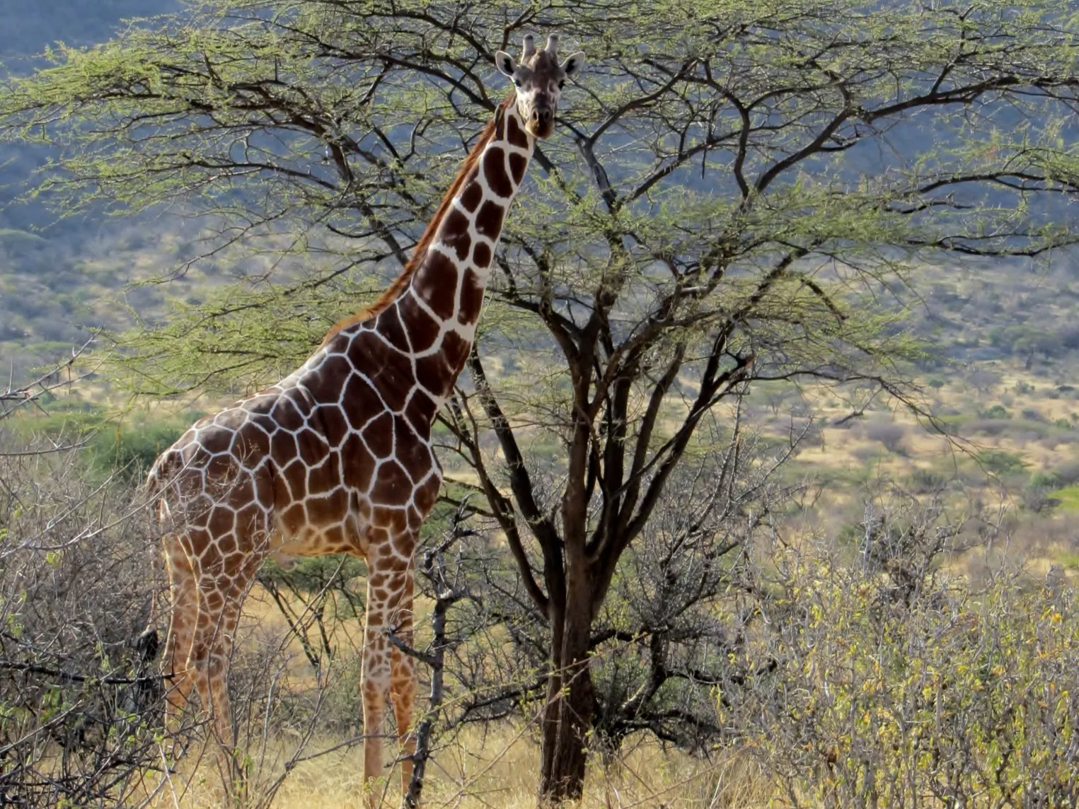 Kenya Safari, Reticulated giraffe, acacia tree