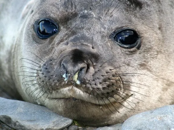 Antarctica, Elephant seal