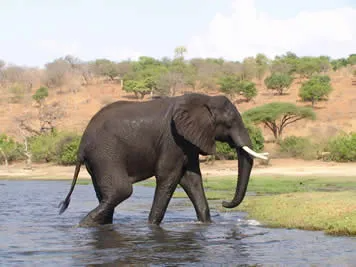 Botswana Safari, Elephant, Chobe River