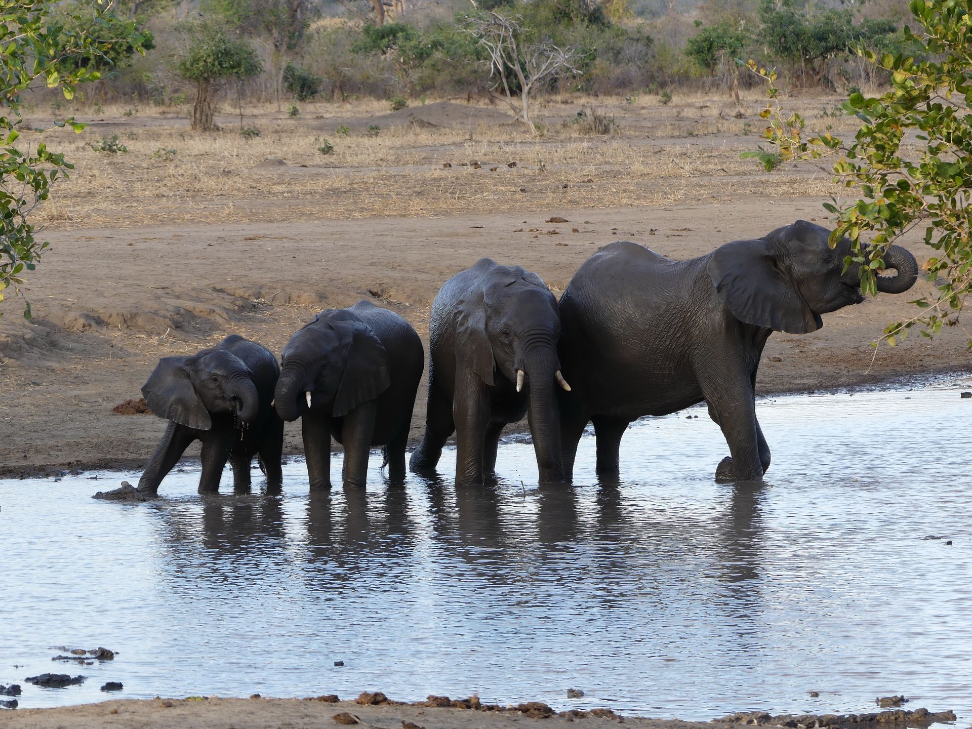 Elephants