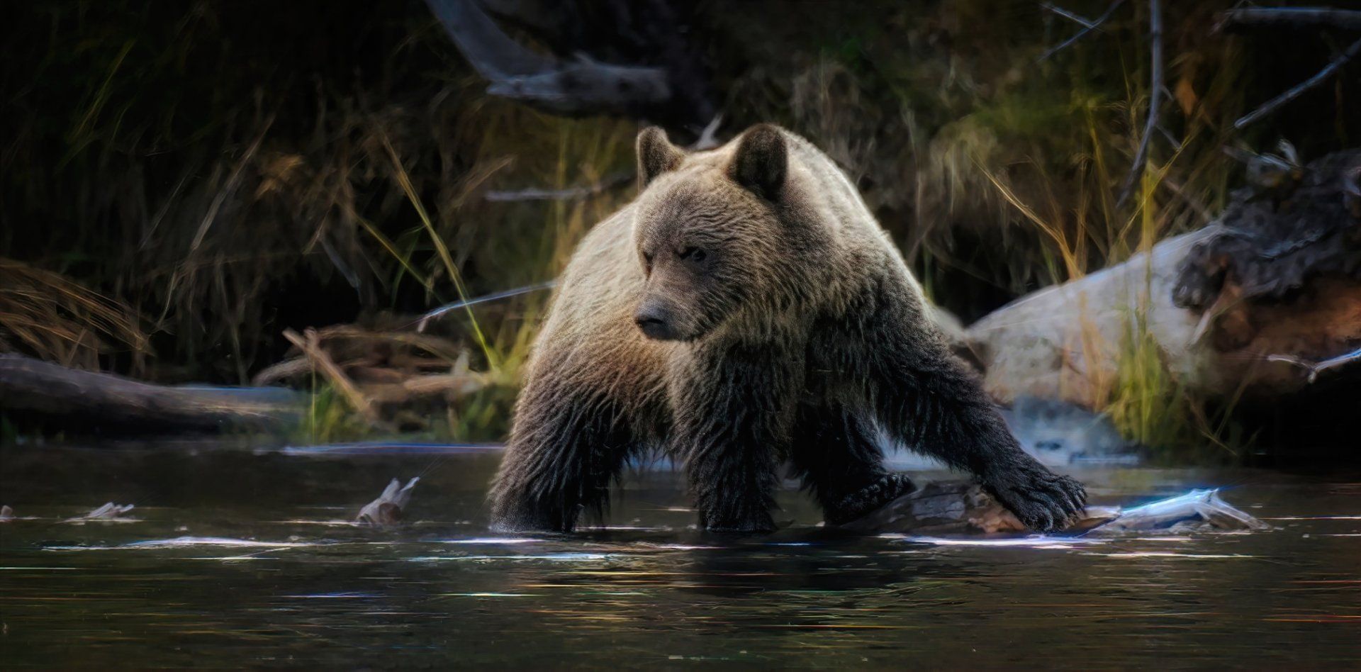 Canada Wildlife Safari, Grizzly Bear