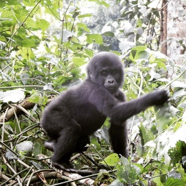 Gorilla, Uganda, Rwanda