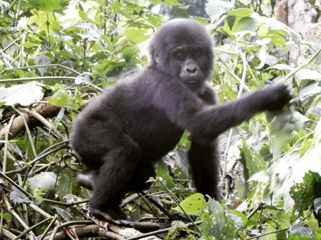 Uganda, mountain gorilla
