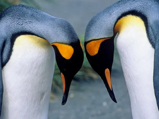 Antarctica, King Penguins
