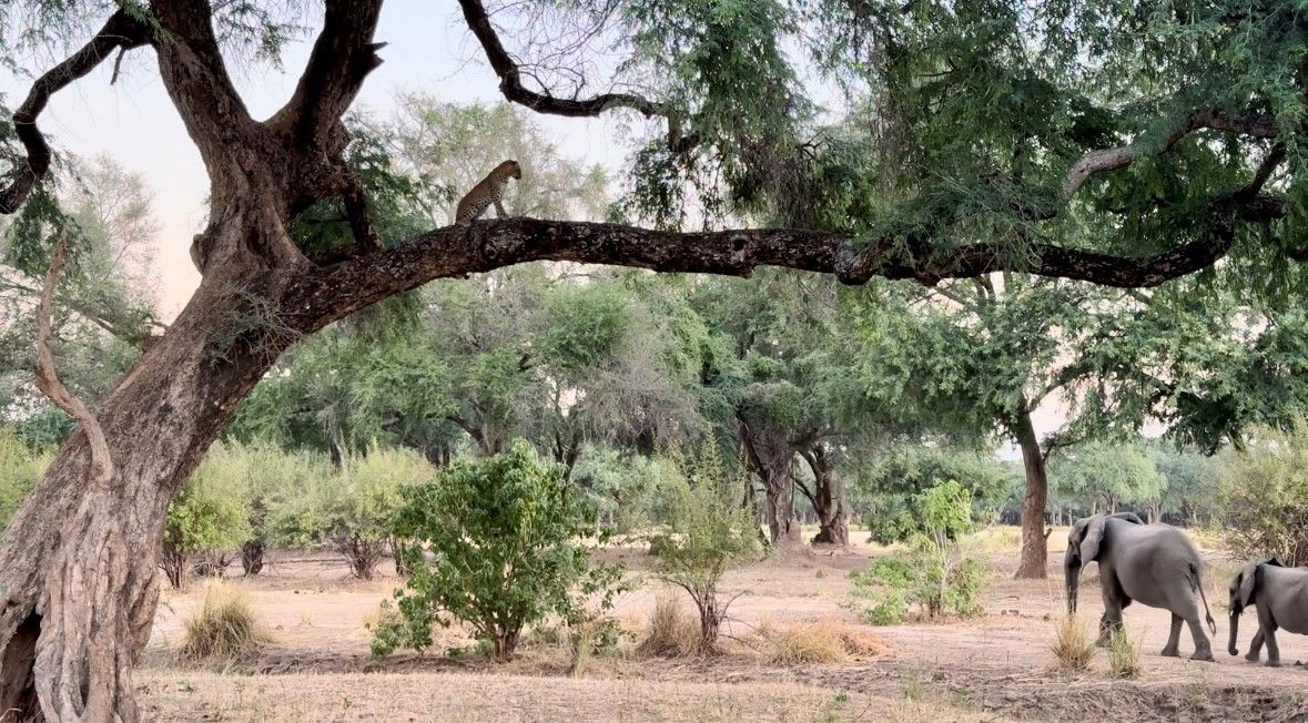 Leopard in tree, elephants