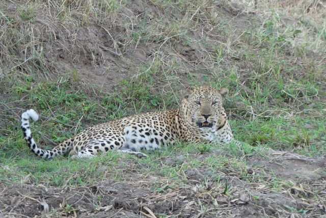 Searching for the elusive Leopard in Lower Zambezi National Park
