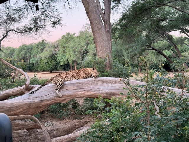 Searching for the elusive Leopard in Lower Zambezi National Park