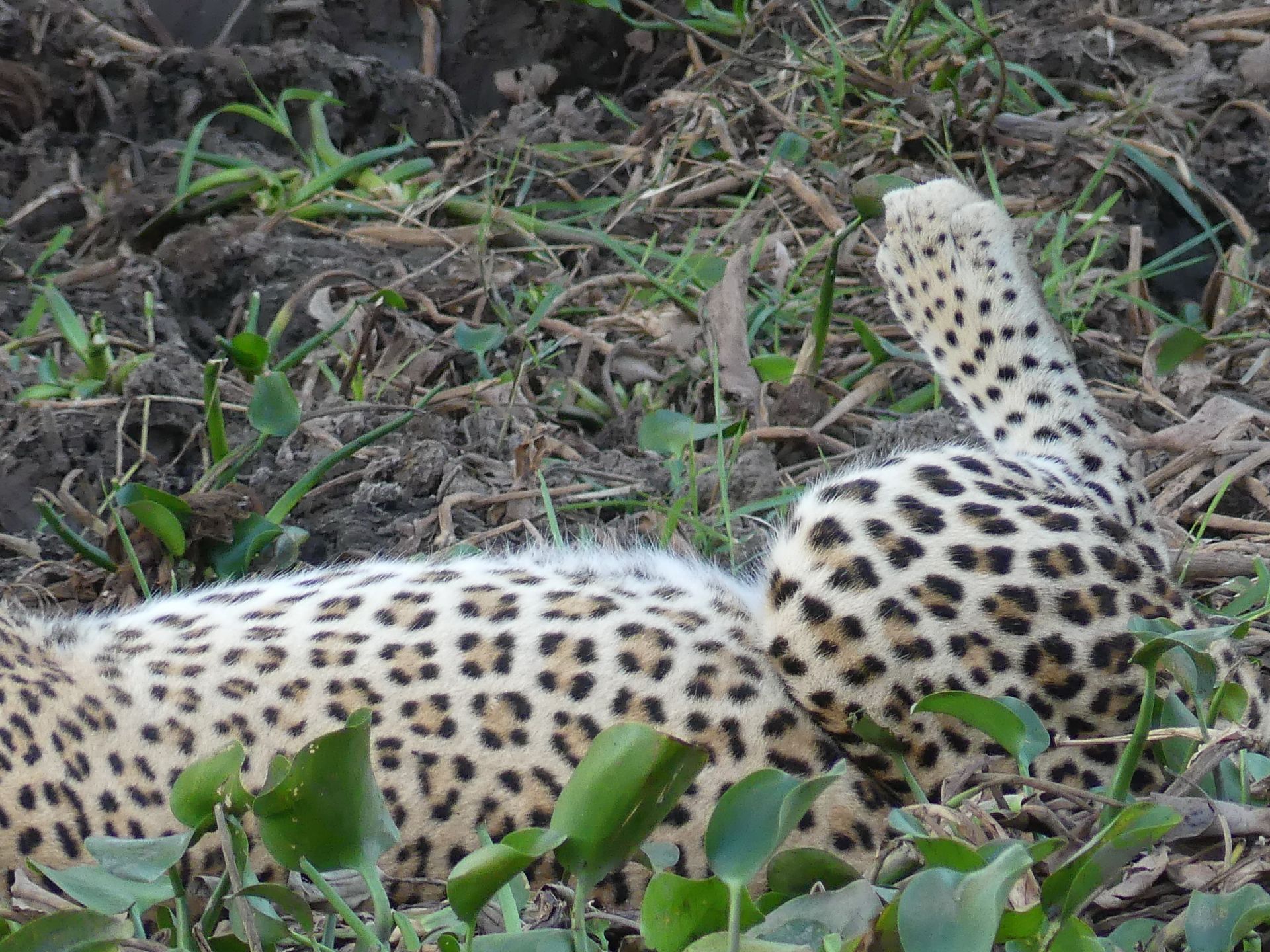 Leopard in Zambezi 