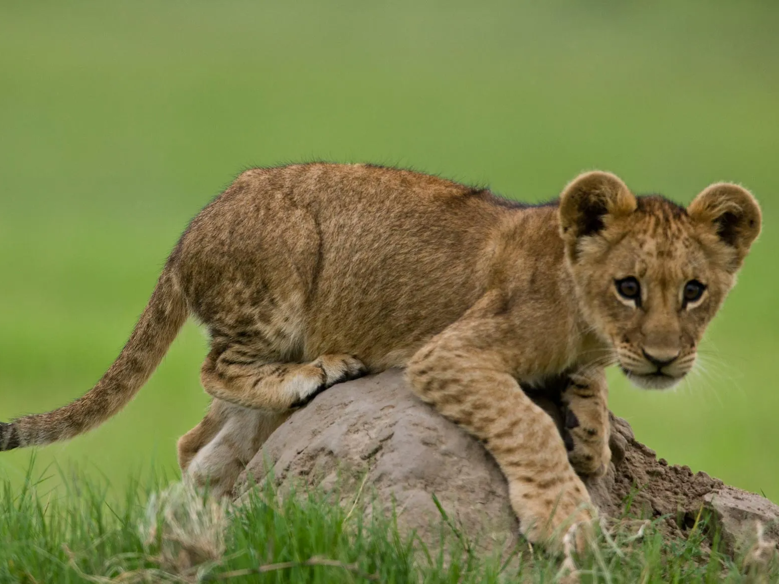 Africa, lion cub