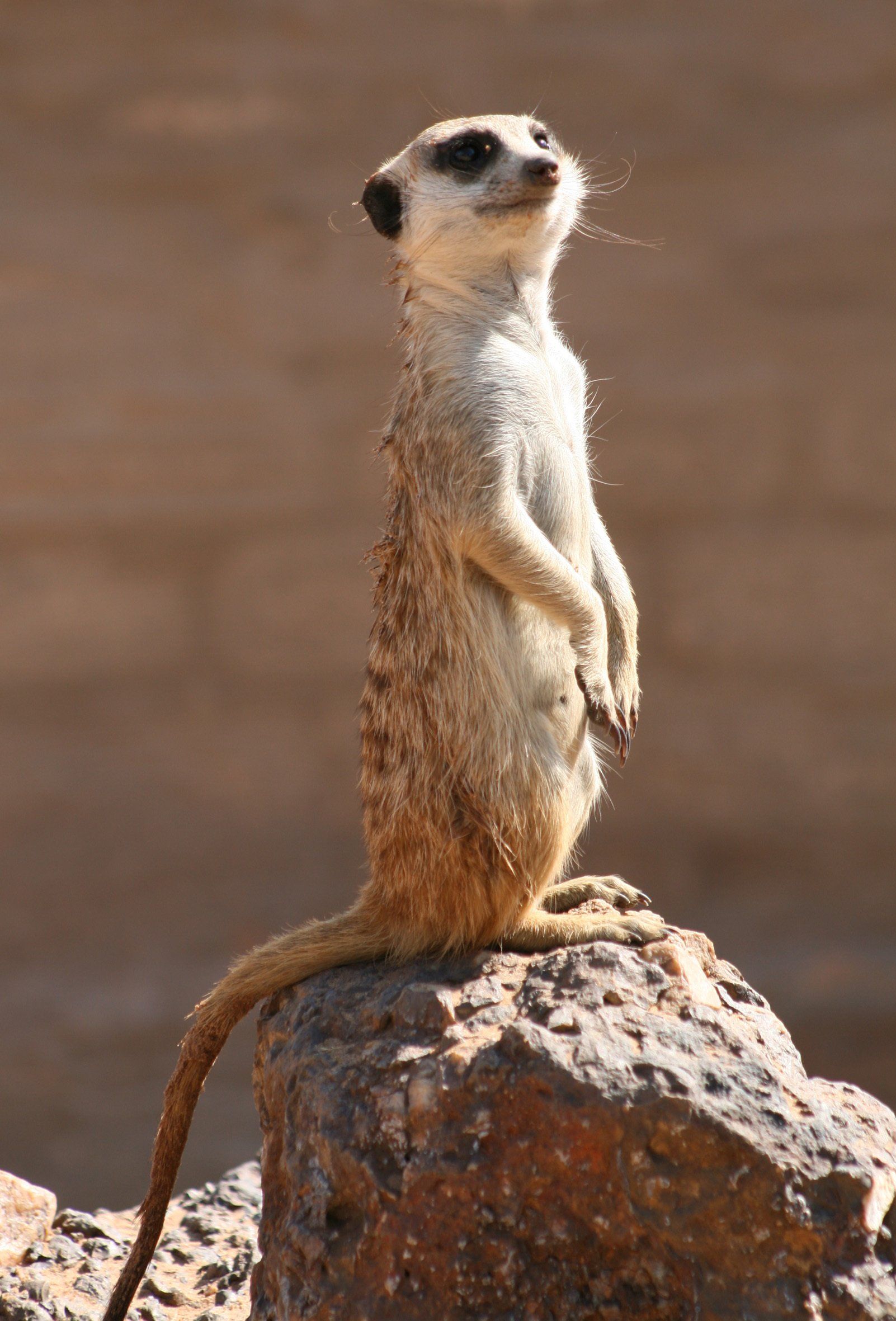 African Safari, Meerkat