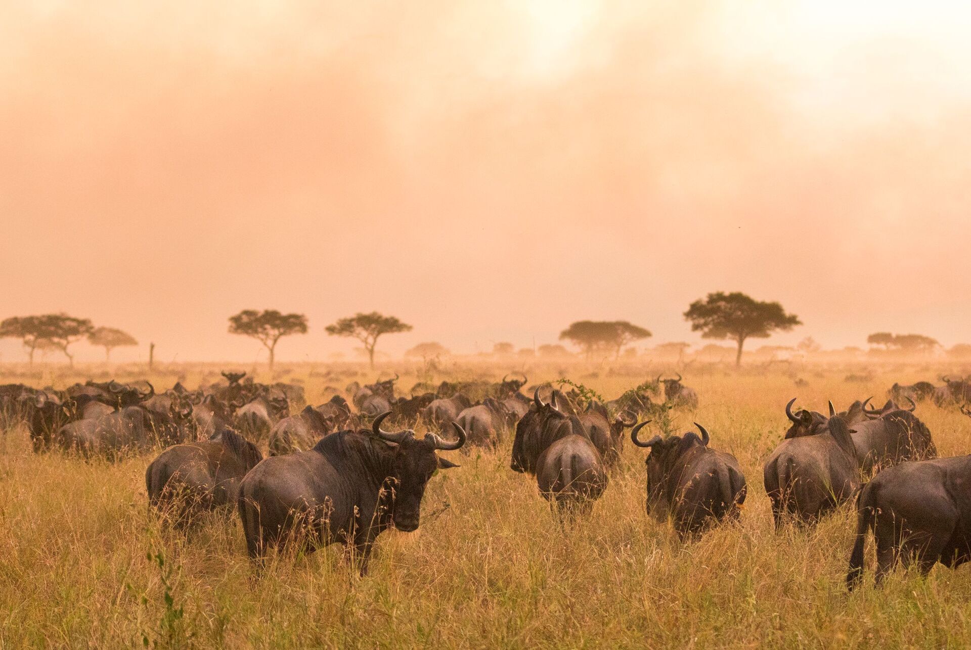 Tanzania Safari, wildebeest migration, Serengeti