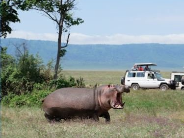 Tanzania, Ngorongoro Crater, Hippo