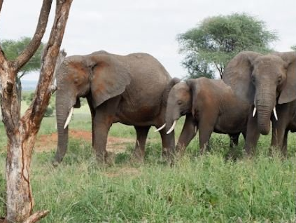 Botswana, elephants