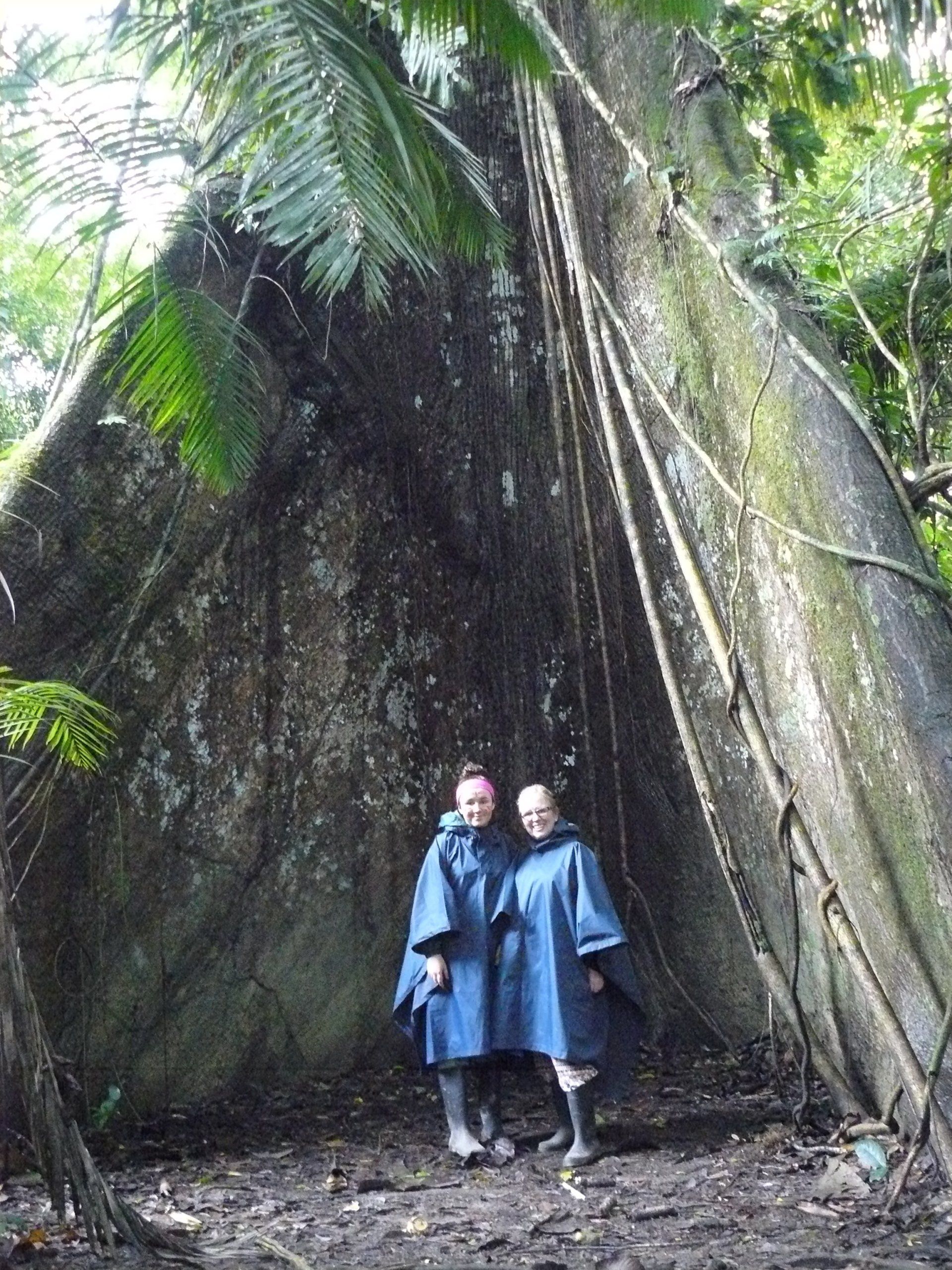 Ecuador, Amazon, Cuyabeno, Giant Kapok Tree