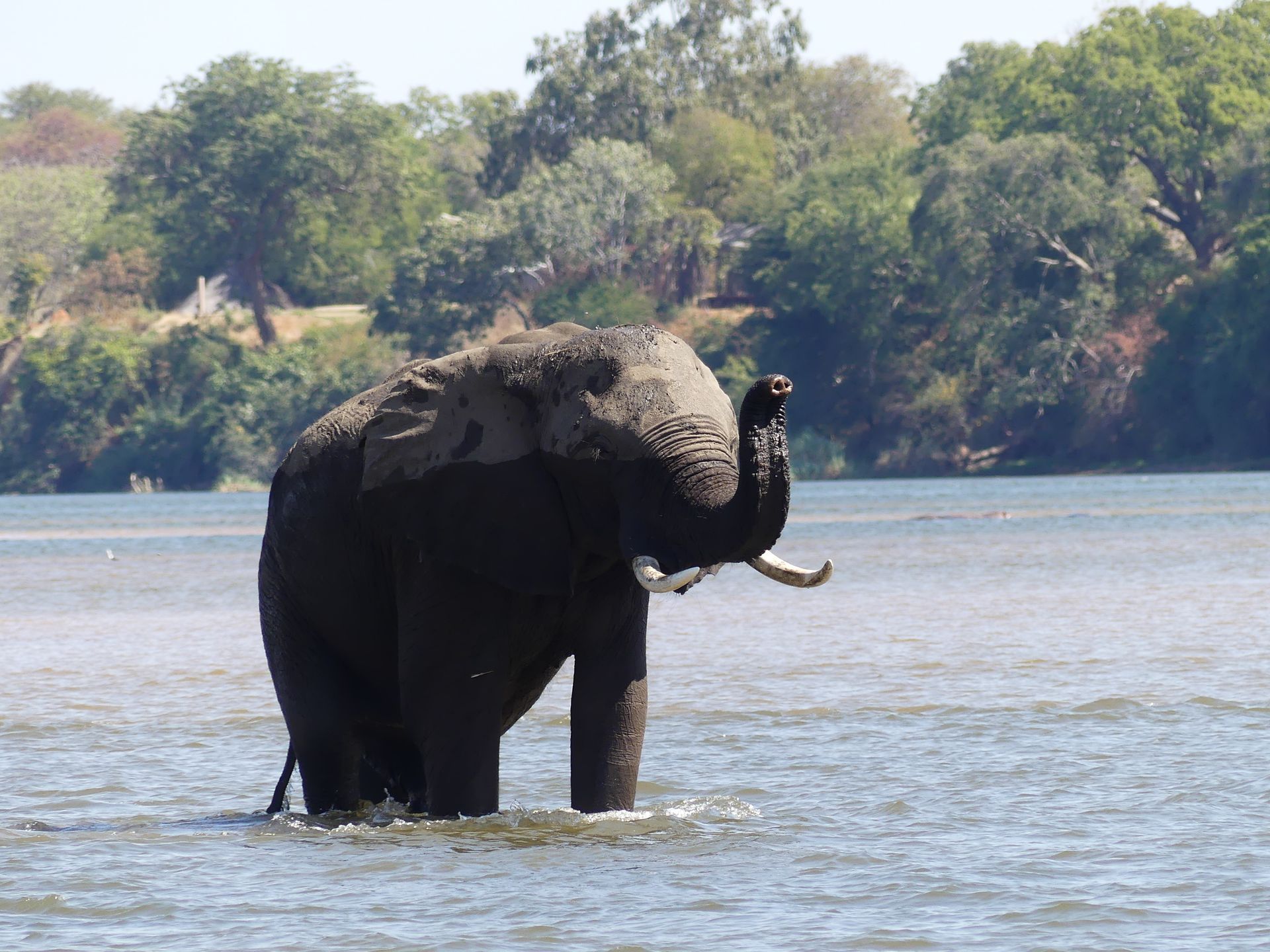 Gorilla, Uganda, Rwanda