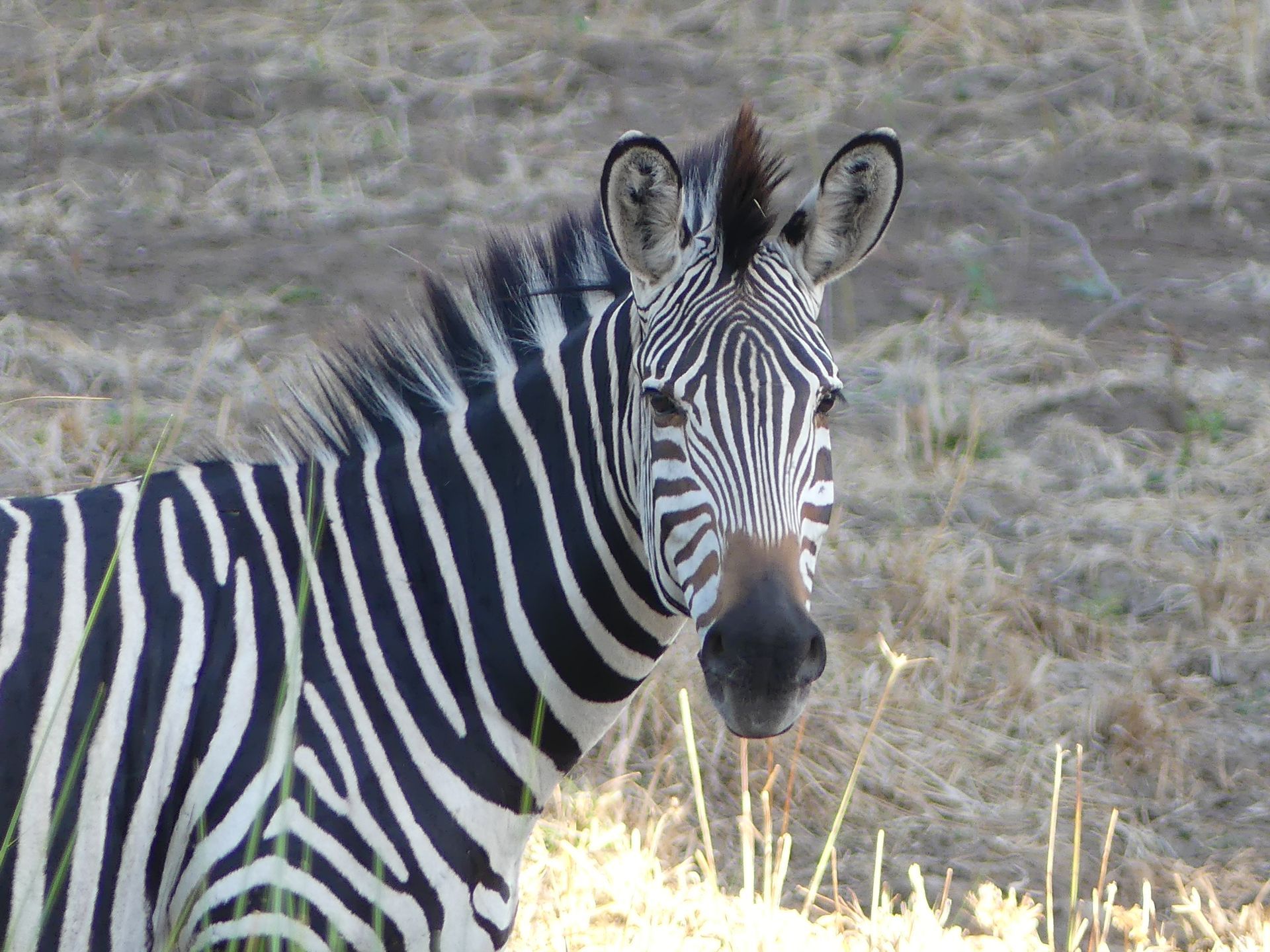 Zebra