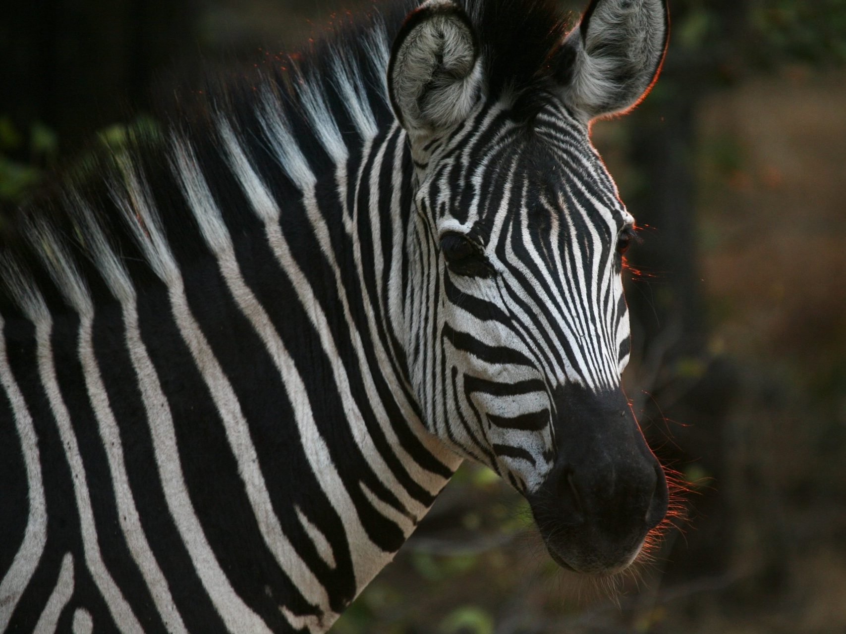 Africa, Botswana, Zebra migration
