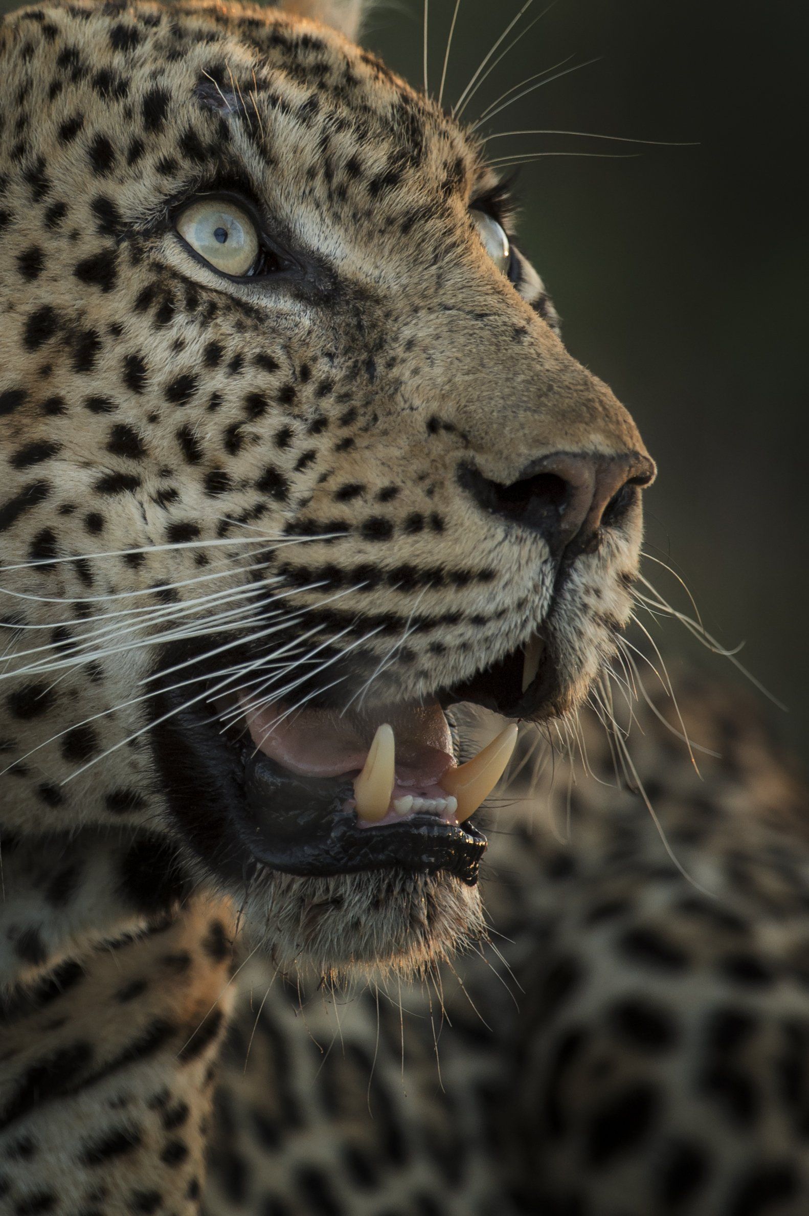 African Safari, Leopard