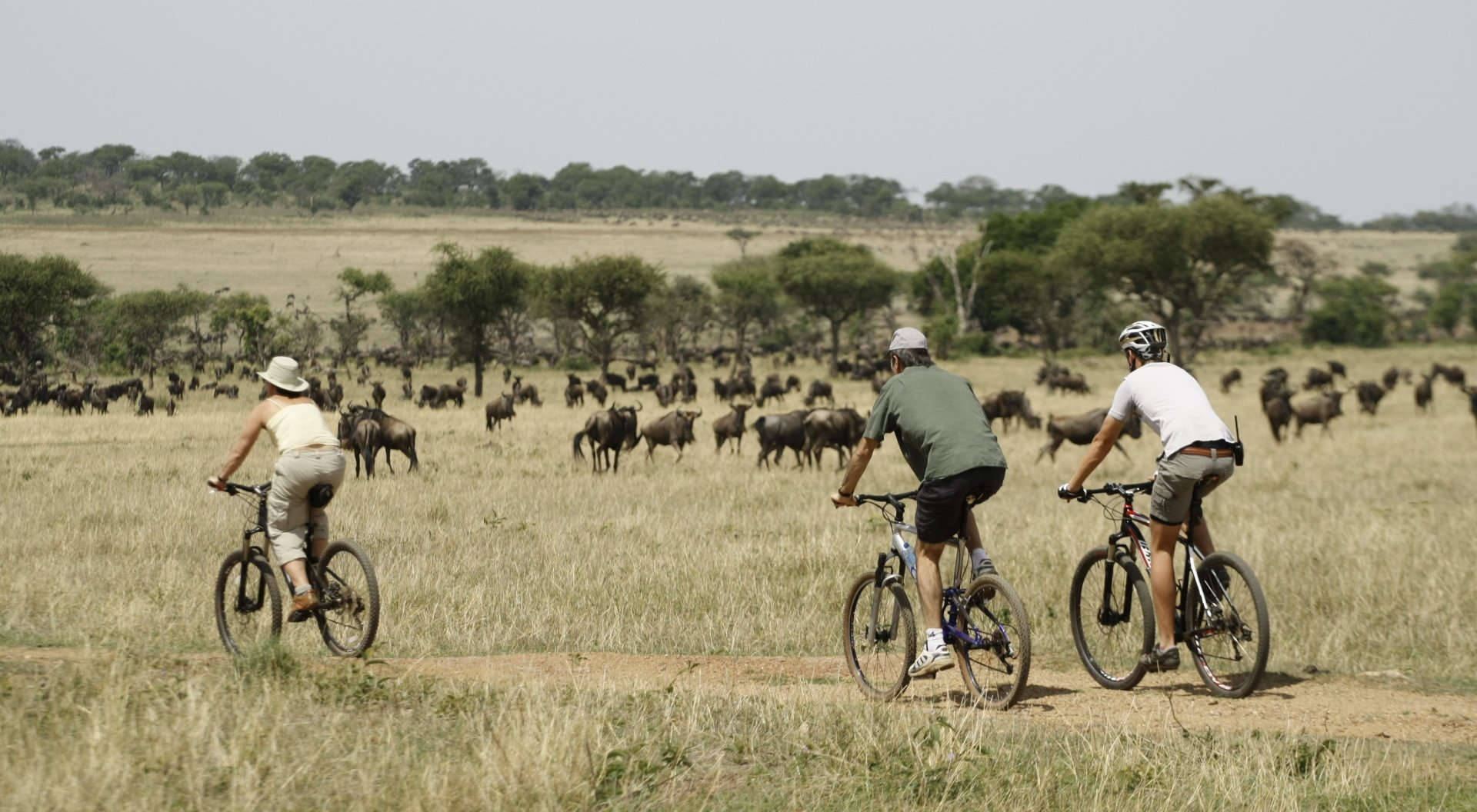 African Safari, wildebeest migration, bicycle safari