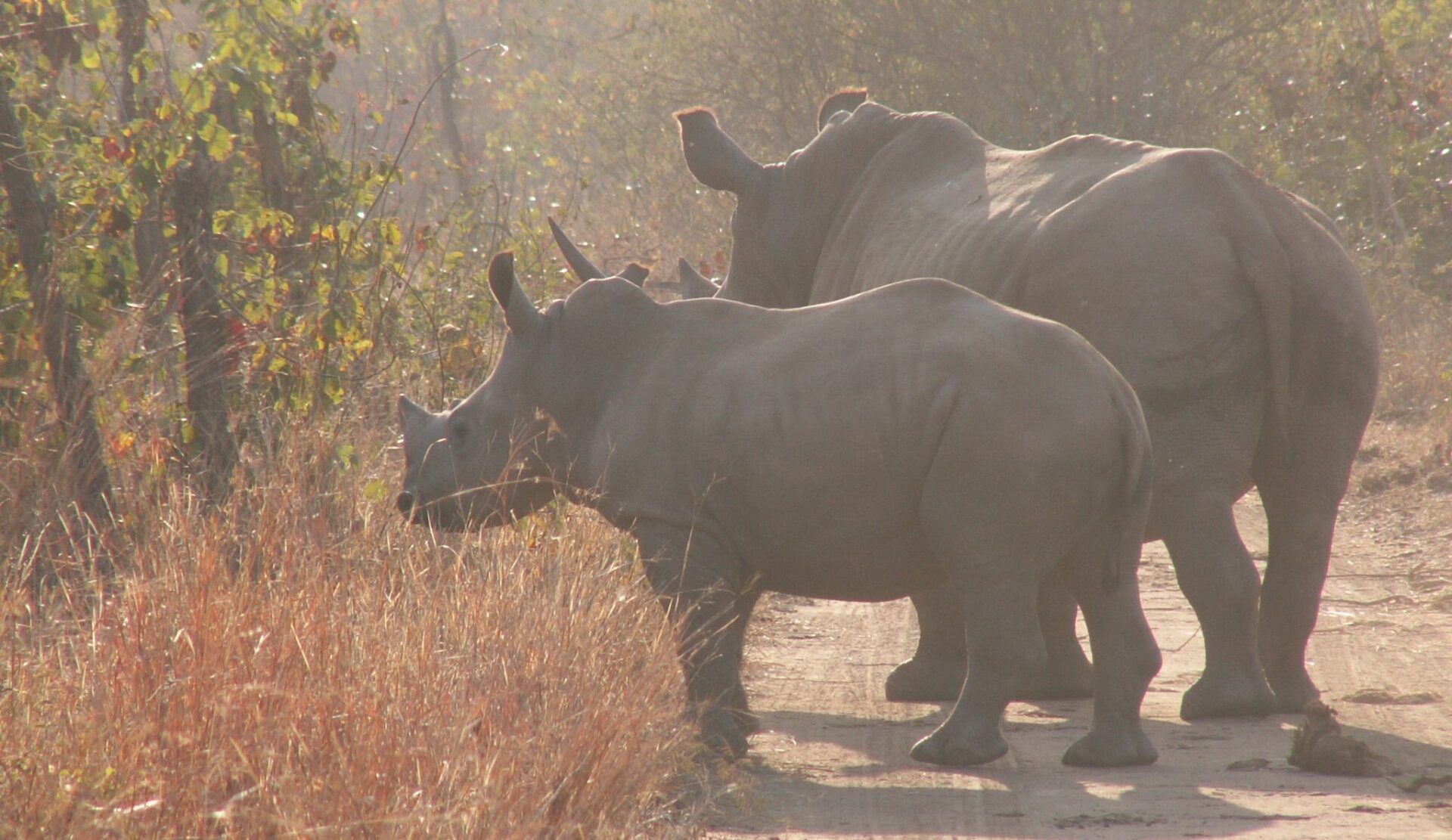 Luxury African Safari, Rhino