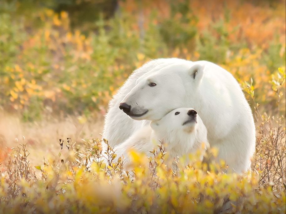 Canada, Manitoba, Hudson Bay, Polar Bear