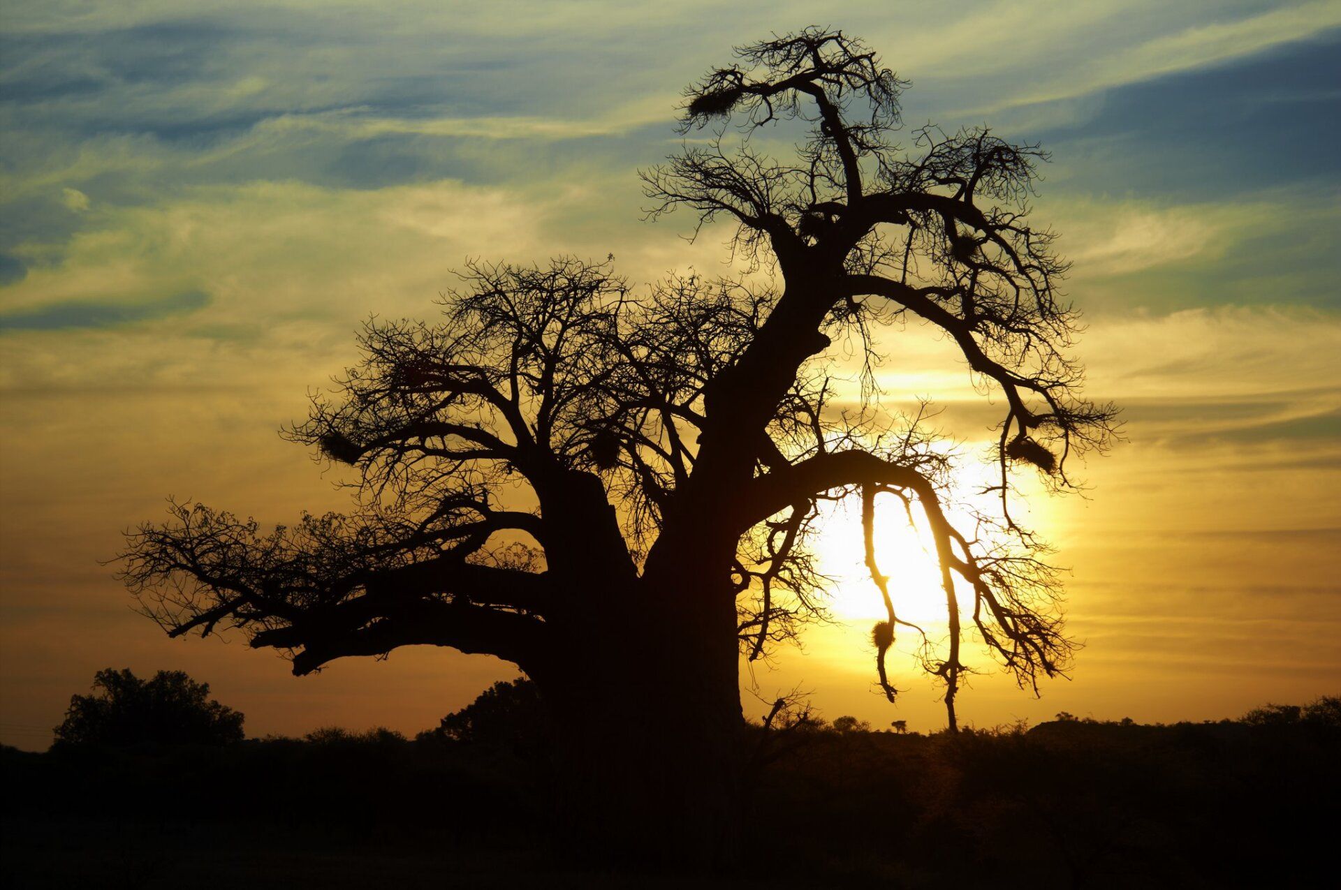 Africa, baobab tree