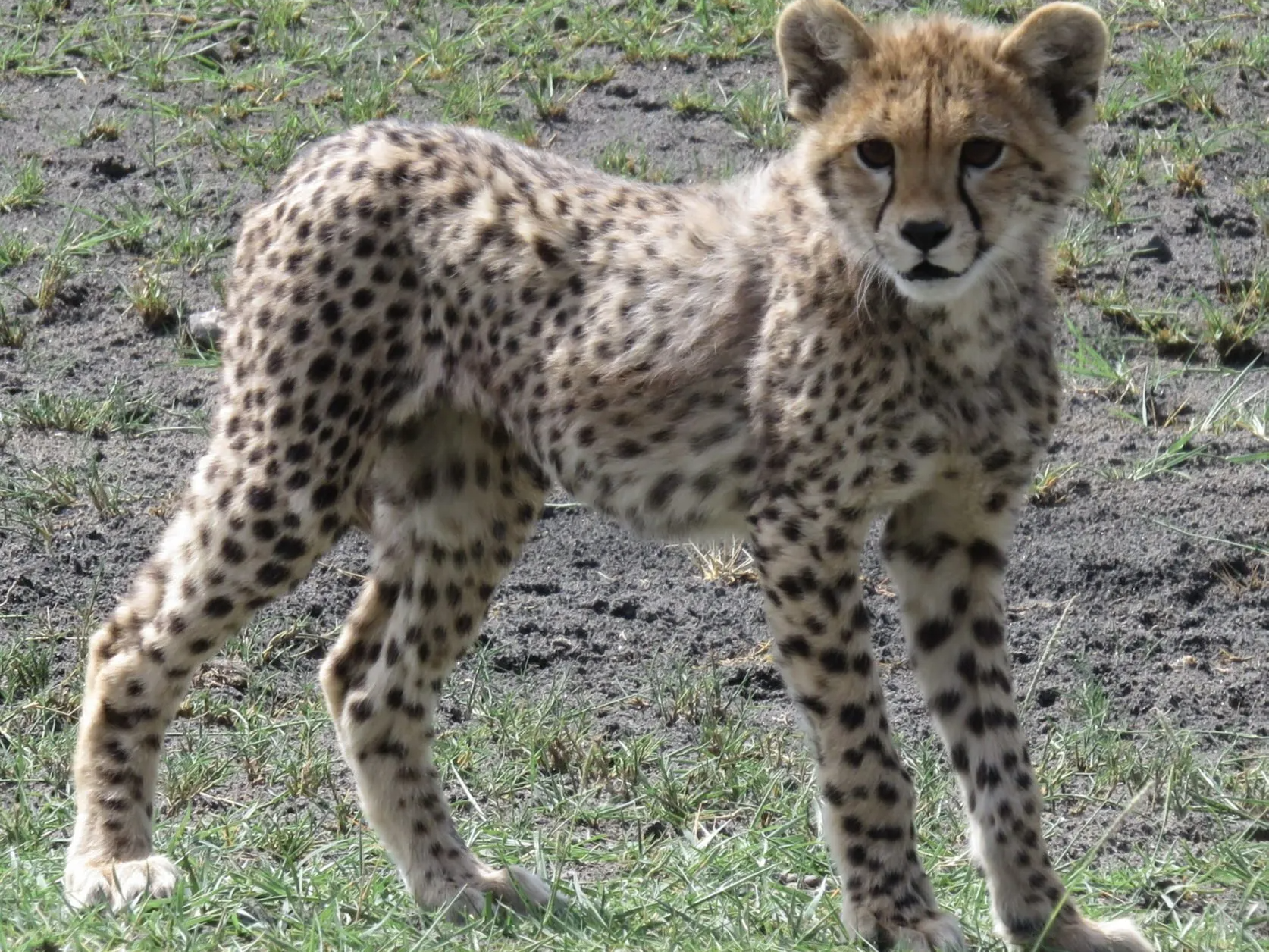 African Safari, cheetah cub