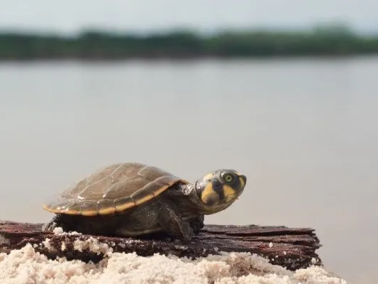 Peru, Amazon, Taricaya turtles