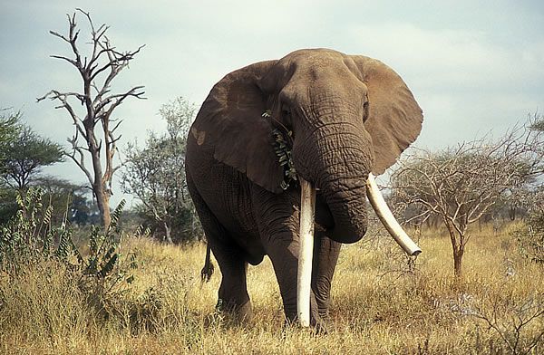 Tshokwane elephant