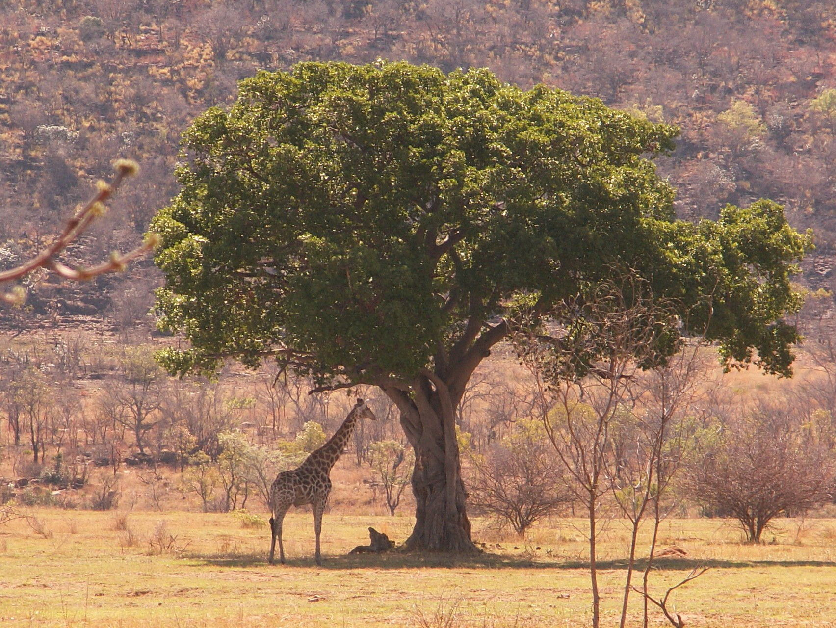 Kruger Park, giraffe