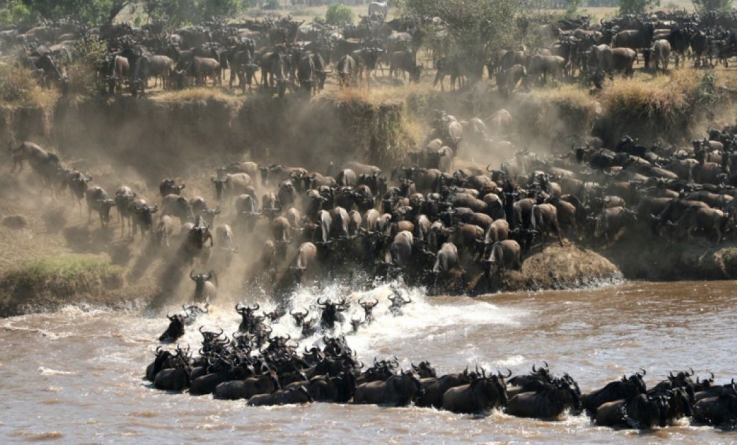 African luxury safari, wildebeest migration, Mara river crossing