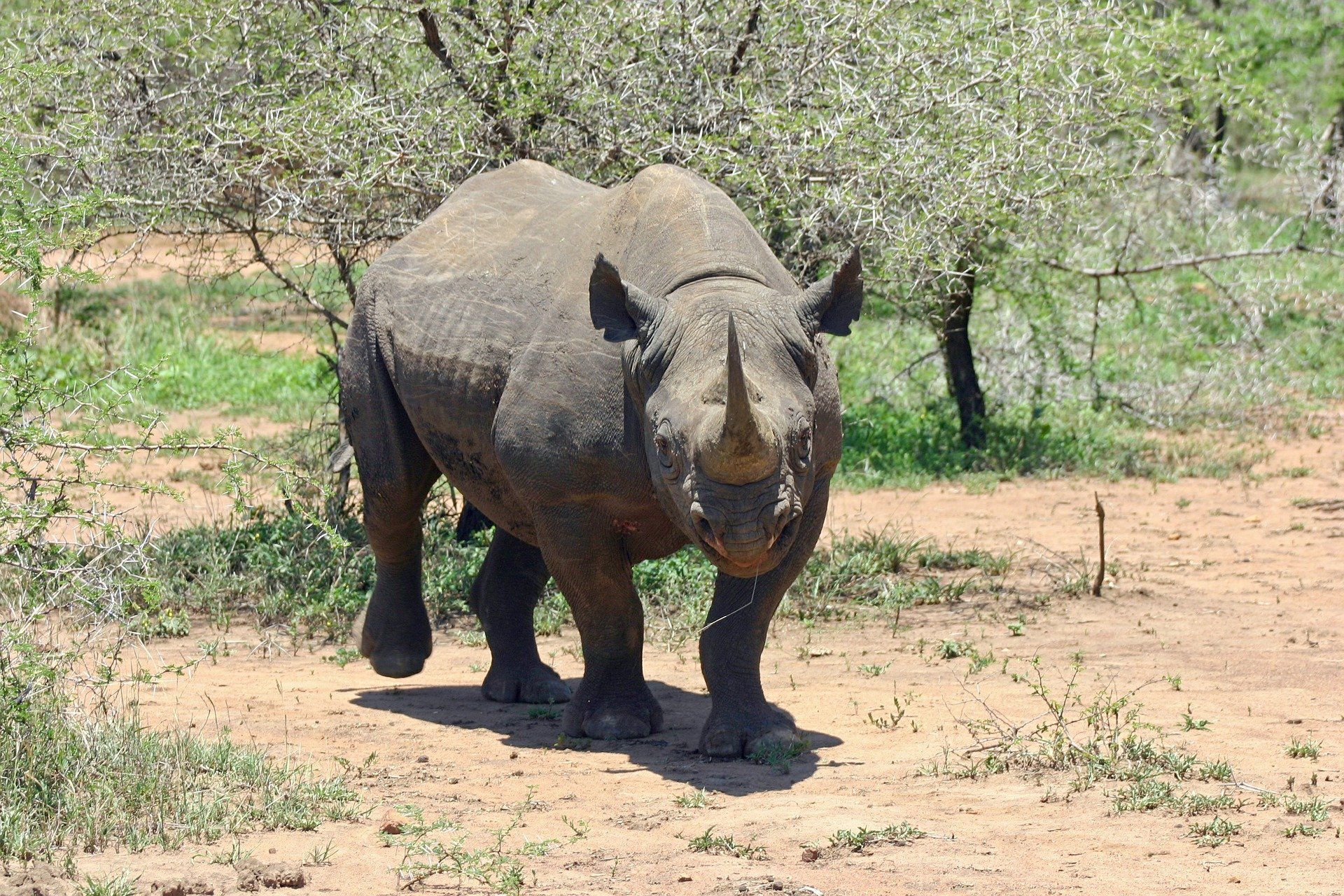 Black Rhino, South Africa Safari, Kruger Park, Lebombo