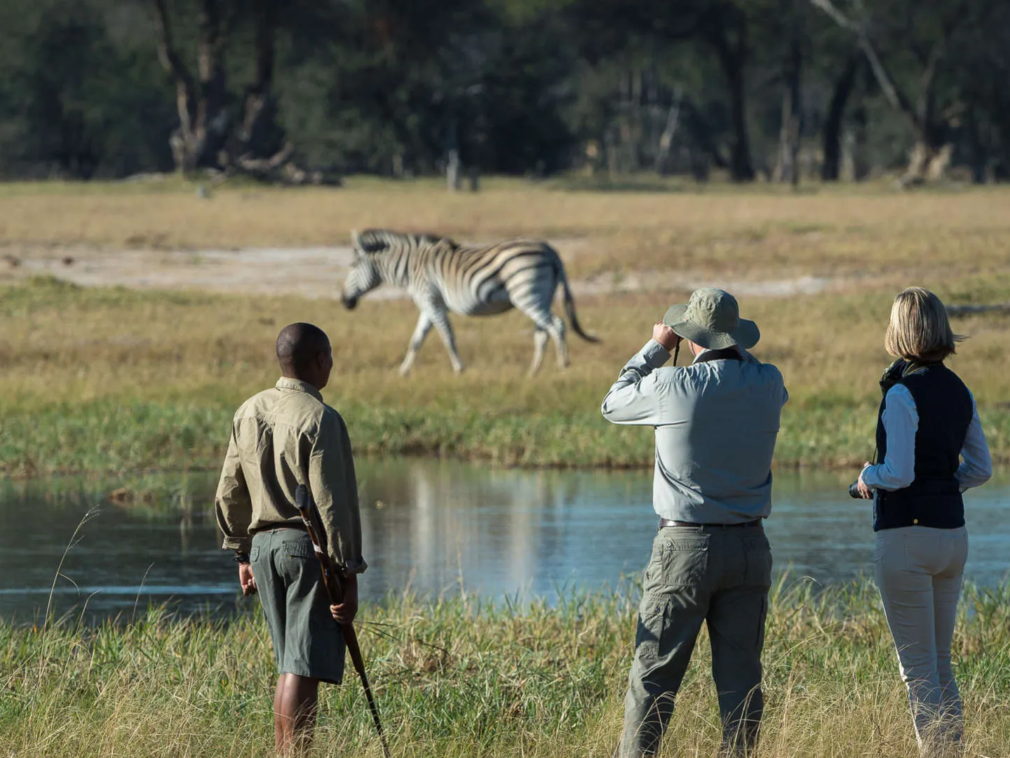 Zimbabwe Safari, Hwange Walking Safari, Zebra