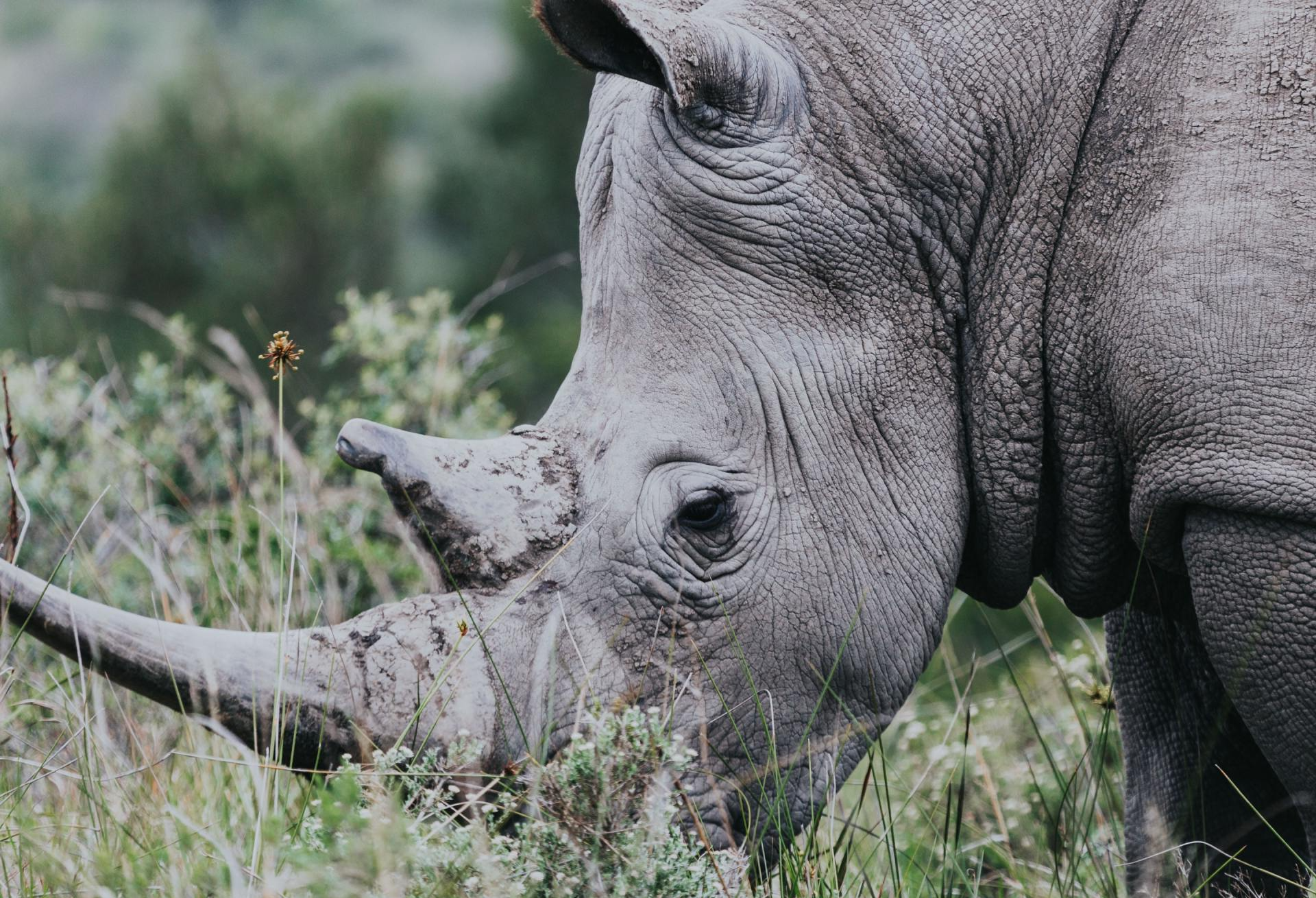 Kruger Park, Lebombo, Save the Rhino