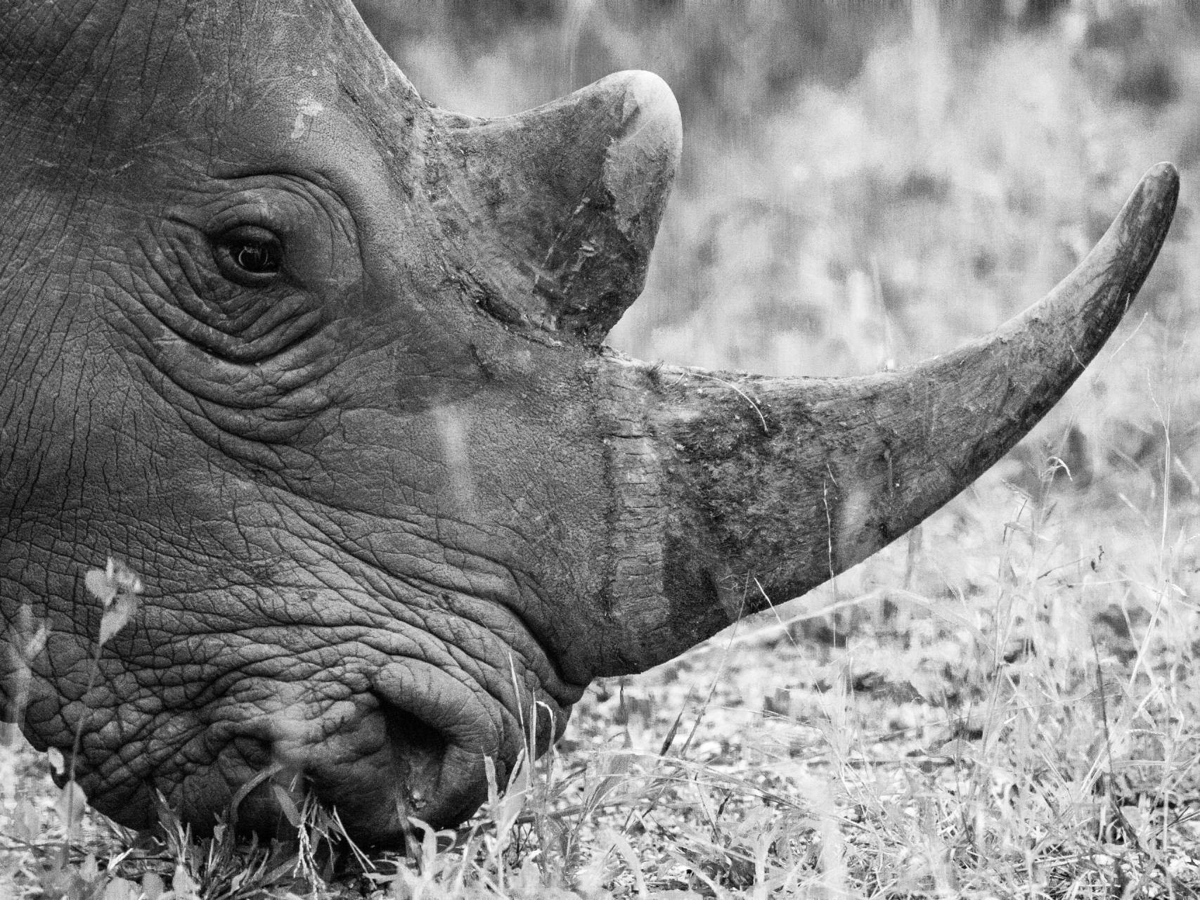 African Legacy Safari, Save the Rhino, National Geographic Traveler